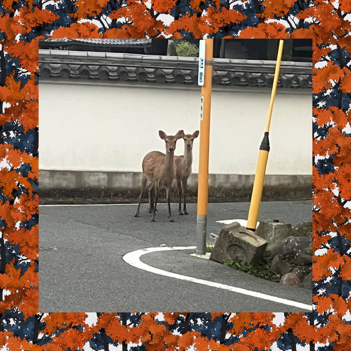 isel_official's tweet photo. アイセル社員の日常の一コマをご紹介♪今回は奈良在住のHさんです💪出勤途中や散歩をしていたら普通に鹿さんが歩いているそうです🦌奈良公園の鹿は神様の遣いなので、道で出会うとご利益がありそうでさね🤩
#ものづくり#大阪の会社 #公式アカウント https://t.co/Usig7CGxxg
