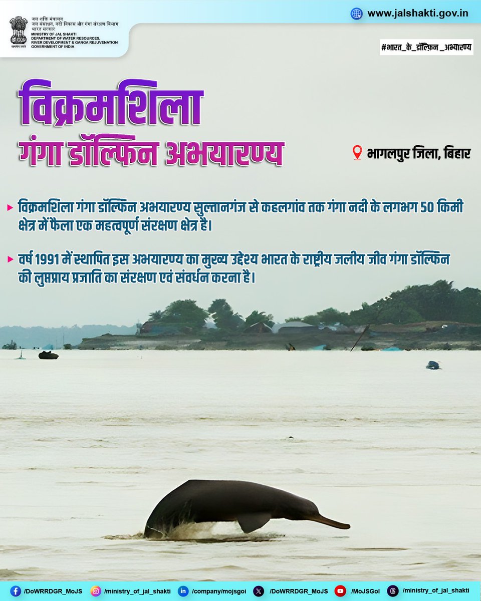 DoWRRDGR_MoJS's tweet photo. विक्रमशिला गंगा डॉल्फिन अभयारण्य उन दुर्लभ गंगा डॉल्फ़िन्स का सुरक्षित आशियाना है, जिनकी छलांगें कभी नदी की पहचान हुआ करती थीं। इन्हीं विलुप्ति की कगार पर पहुँचती आवाज़ों के संरक्षण हेतु वर्ष 1991 में इस अभयारण्य की स्थापना की गई। आज ये डॉल्फ़िन्स IUCN की रेड लिस्ट में संकटग्रस्त प्रजाति के रूप में दर्ज हैं और भारतीय वन्यजीव संरक्षण अधिनियम की अनुसूची-1 के तहत सर्वोच्च संरक्षण प्राप्त करती हैं। साथ ही, इस डॉल्फिन अभयारण्य की गोद में भारतीय ऊदबिलाव, घड़ियाल और कई अन्य दुर्लभ जीव भी अपना बसेरा बनाए हुए हैं।

#भारत_के_डॉल्फ़िन_अभ्यारण्य #GangaRiver #BiharTourism #VikramshilaDolphinSanctuary #BhagalpurDistrict #GangeticDolphin #IncredibleIndia #WaterManagement #WaterConservation #JalShakti