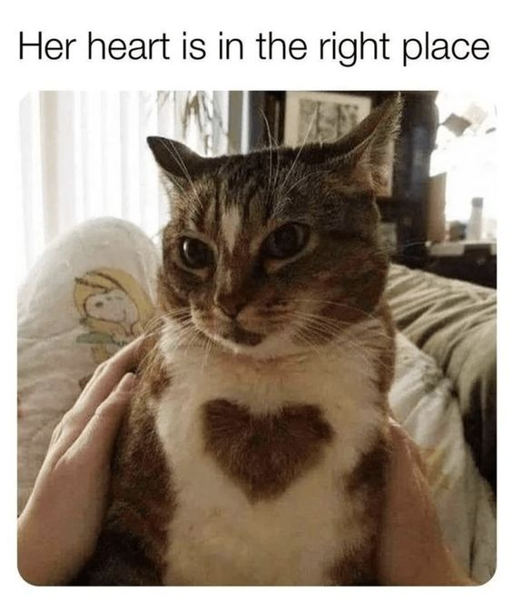 WholesomeMemes tweet media