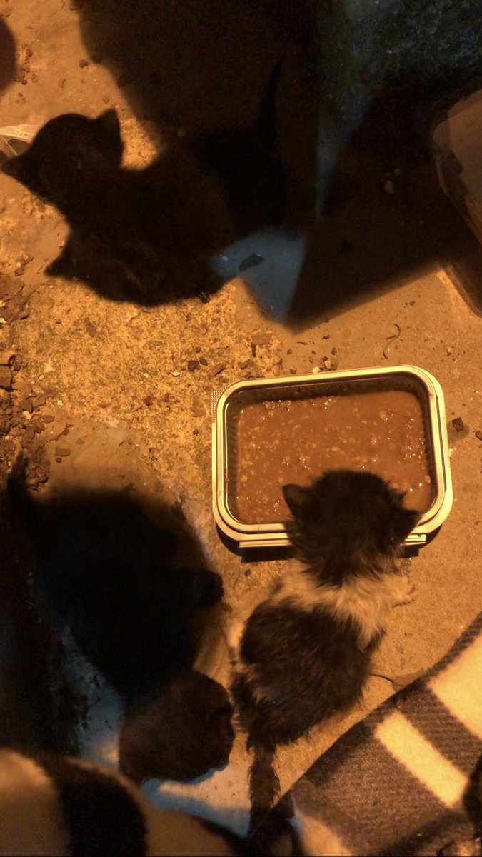 AtaturkBlack's tweet photo. Bugün 4 yavrusu olan bir ANNE kediye ANNELER GÜNÜ HEDİYESİNİ verdik . Hummalı bir mücadelenin sonunda boşluğa düşmüş yavruları kurtardık anneye kavuşturduk hatta sahiplendirdik.Şimdi bir evleri var 🙏
#SokakHayvanlarıSahipsizDeğil #AnnelerGünü #annelergünükutluolsun #anneler https://t.co/hV1ETV21Dp