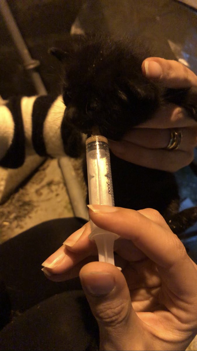 AtaturkBlack's tweet photo. Bugün 4 yavrusu olan bir ANNE kediye ANNELER GÜNÜ HEDİYESİNİ verdik . Hummalı bir mücadelenin sonunda boşluğa düşmüş yavruları kurtardık anneye kavuşturduk hatta sahiplendirdik.Şimdi bir evleri var 🙏
#SokakHayvanlarıSahipsizDeğil #AnnelerGünü #annelergünükutluolsun #anneler https://t.co/hV1ETV21Dp