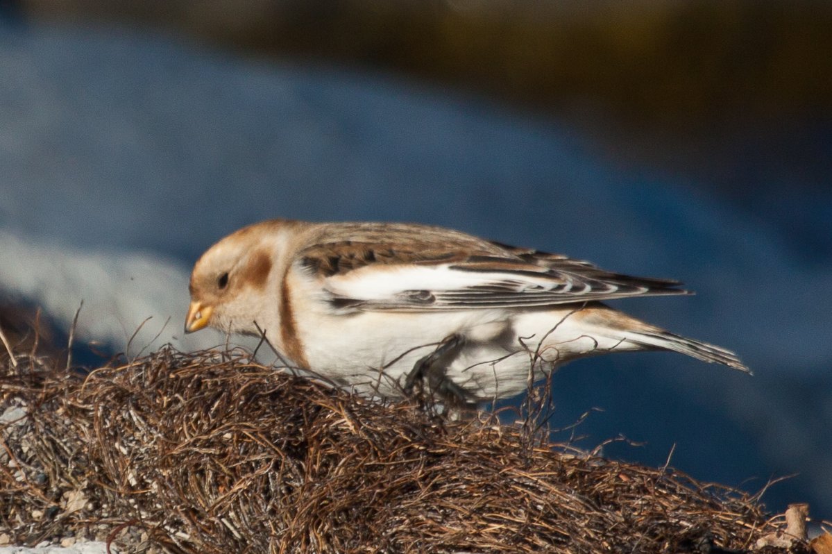 bird/h tweet media