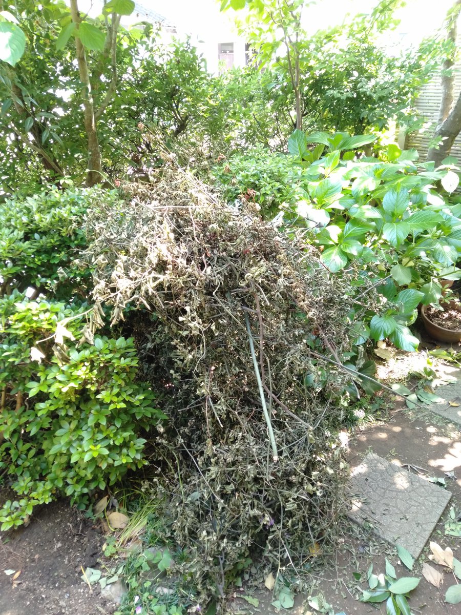 量が多くて嫌になり、つつじと紫陽花の間に突っ込んでおいた、大量の木 量が多くて嫌になり、つつじと紫陽花の間に突っ込んでおいた、大量の木