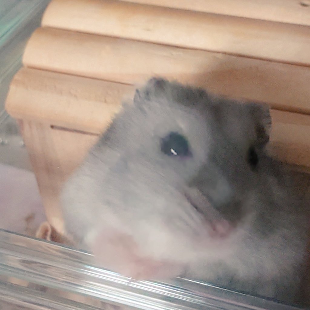 keep_miyabi's tweet photo. 本日はエステに行くのとハムちゃを愛でる日なので出勤しません🐹 https://t.co/J61X4pSnna