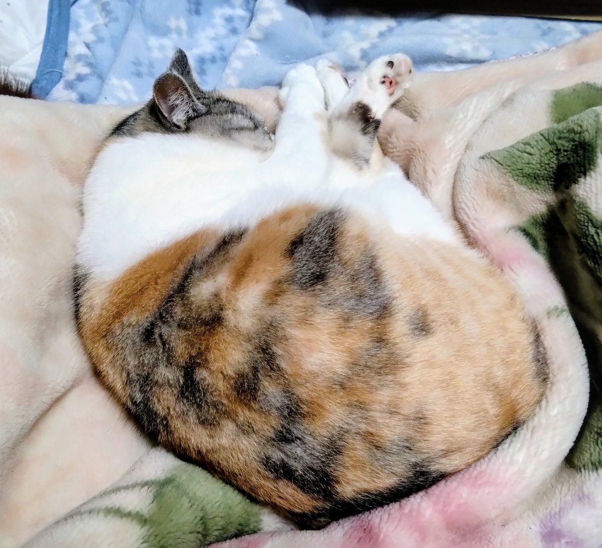 Post by たまにゃん on X: うちの猫