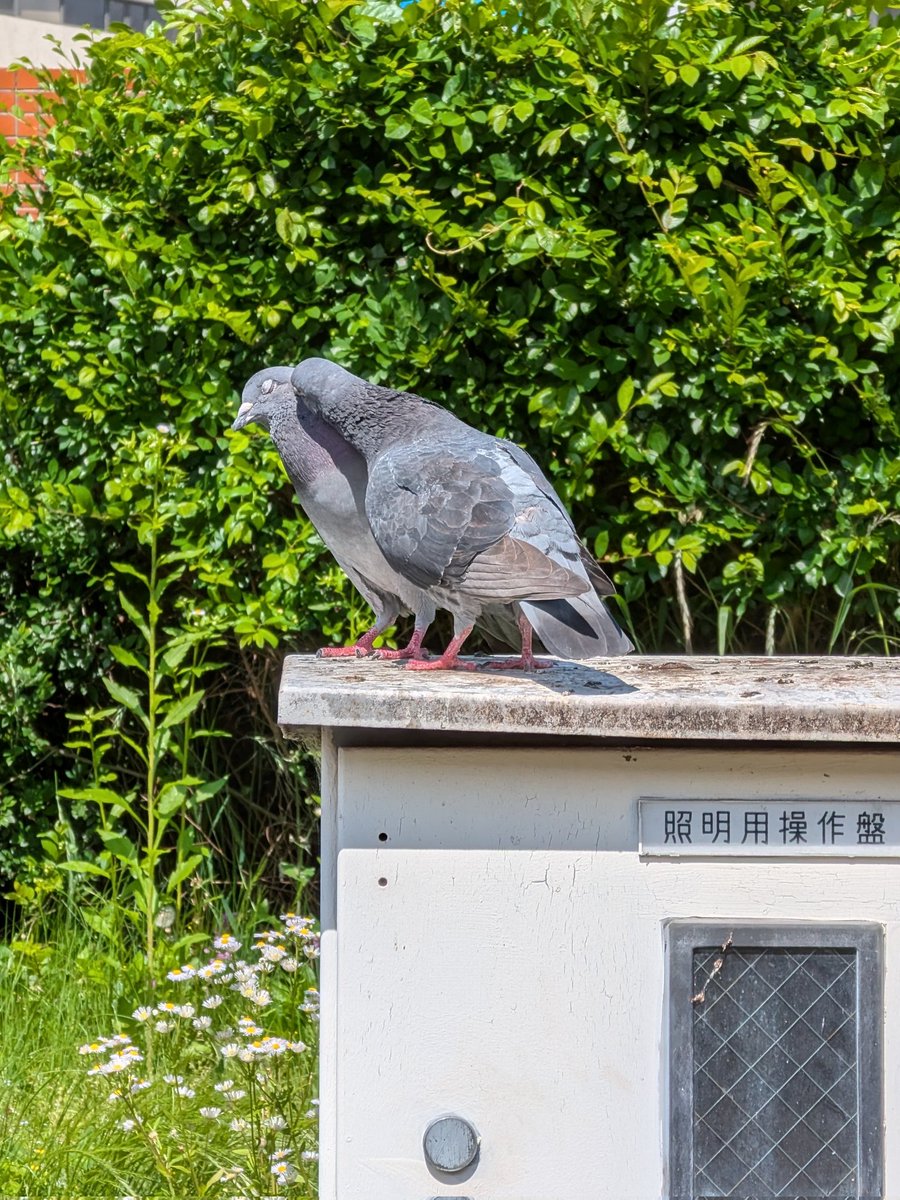 生物部活動報告 tweet media
