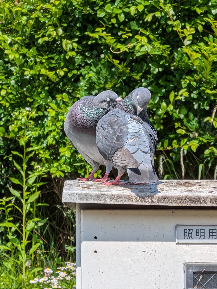 生物部活動報告 tweet media