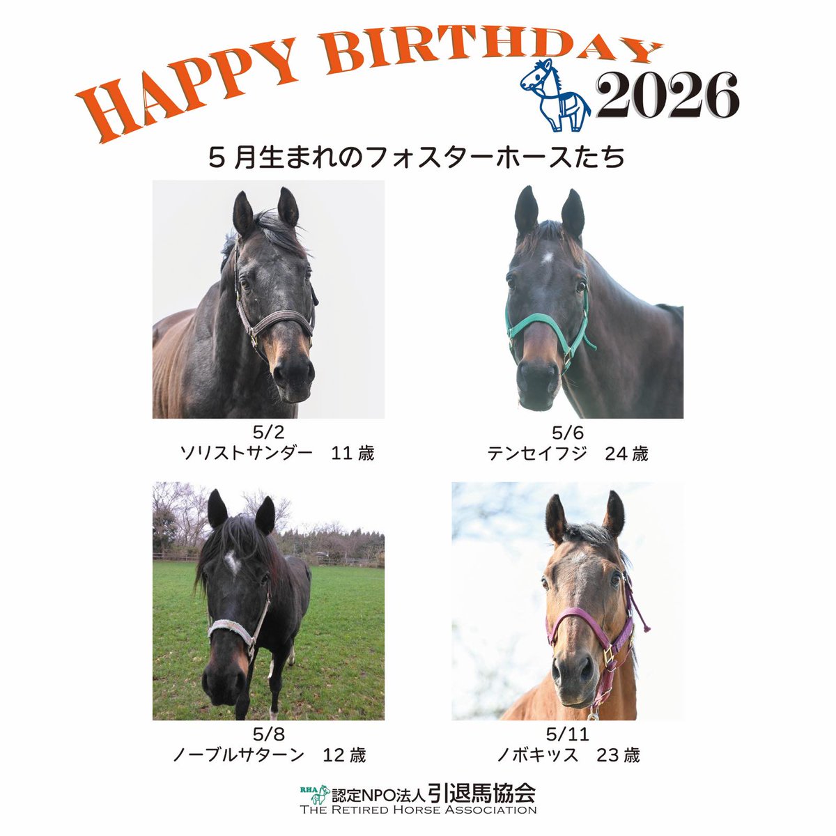rhainfo's tweet photo. 本日5月11日は #ノボキッス の誕生日です。活躍馬 #ノボバカラ（2016かきつばた記念、プロキオンS、カペラS、2020さきたま杯） の母。今年デビューのノボバカラ産駒（ノボキッスの孫）、#エルダーフラワー 号（母 ラベンダーヒスイ）が4月に門別競馬場で勝利！ おめでとうございます🐴
ノボキッスは2003年生まれ、今年23歳になりました。#MTHケイムズ で元気にしています。キッスさん、誕生日おめでとう🎂 これからもマイペースで、おだやかな日々を過ごせますように！

👇ノボキッス プロフィール
https://t.co/0Sq0EhDf8c
余生を支えてくださるフォスターペアレント（里親）会員を募集しています。よろしくお願いいたします✨️
#引退馬協会 #フォスターホース
#NNBD33対象馬