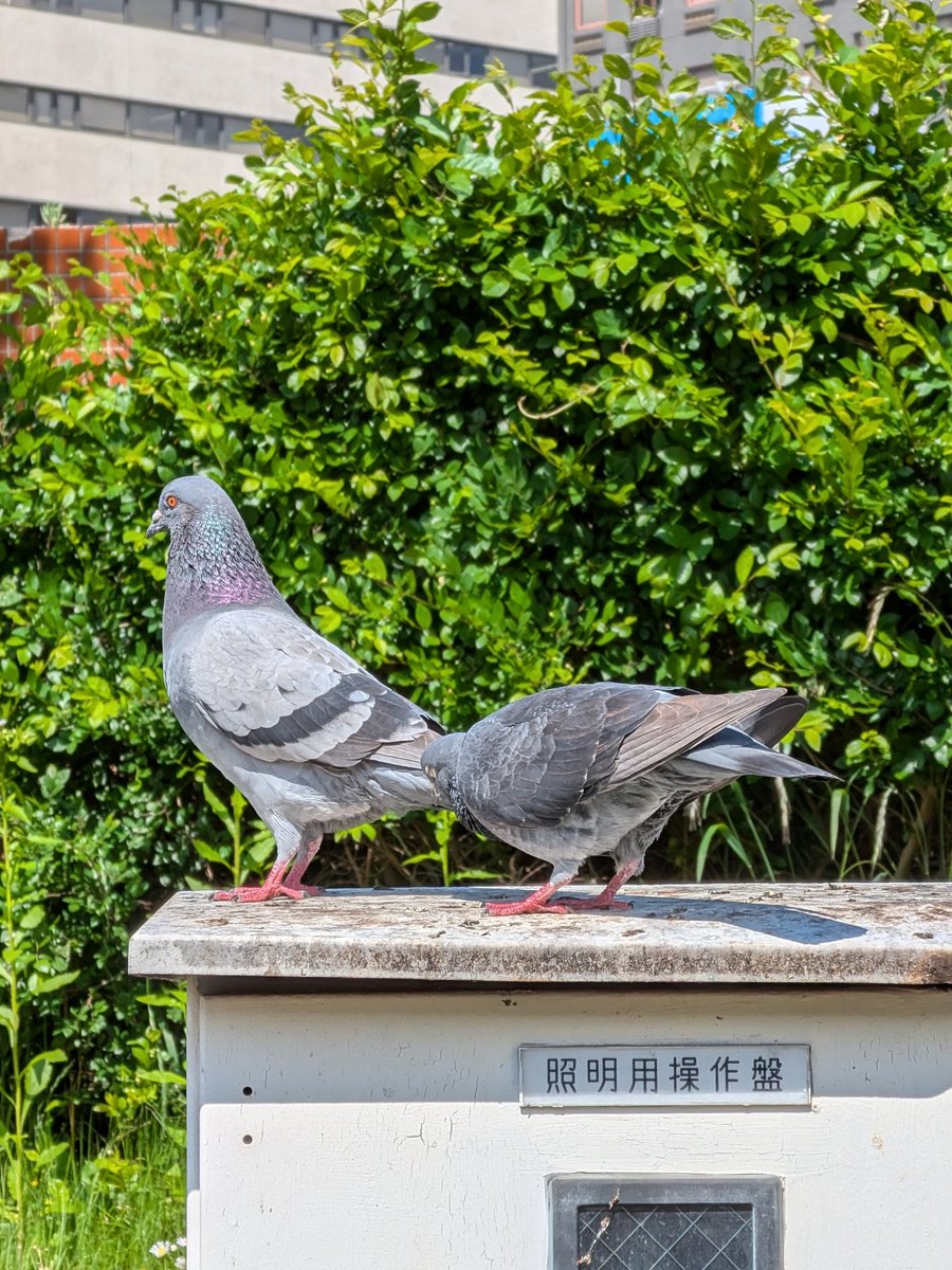 生物部活動報告 tweet media