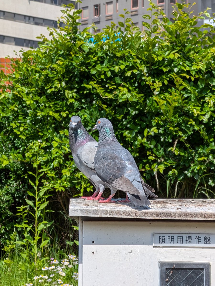 生物部活動報告 tweet media