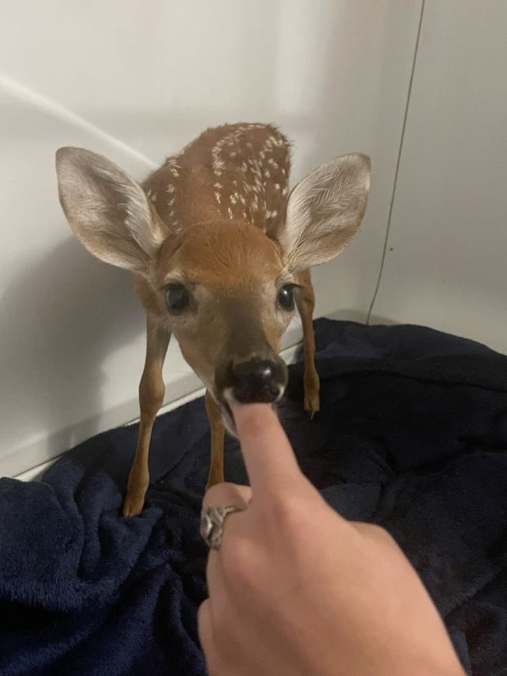 deer tweet media