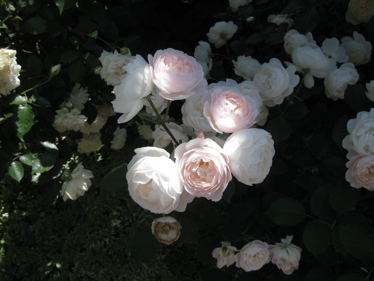 彩羽 tweet media