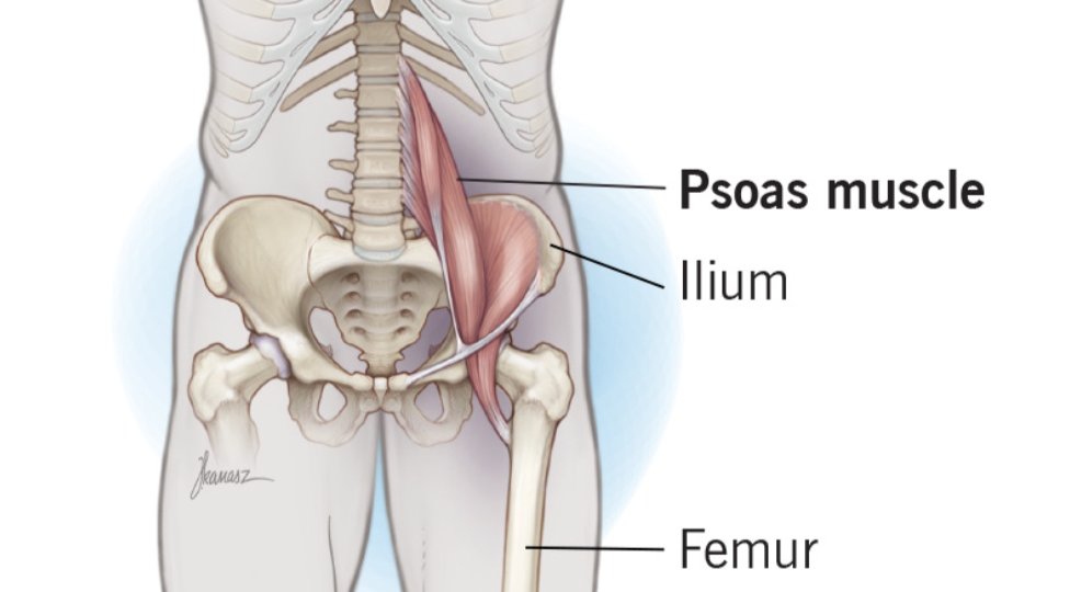 Interesting! The Psoas muscle is one of the most important muscles, holding our upper &amp; lower halves together. Yet, 1 in 2 people lacks a Psoas minor

Whether you have one or not, get a standing desk!  It will strengthen your Psoas major, giving you better stability at any age
