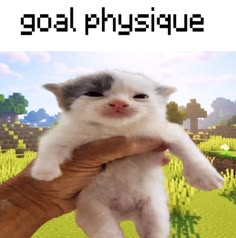 cats being cats tweet media