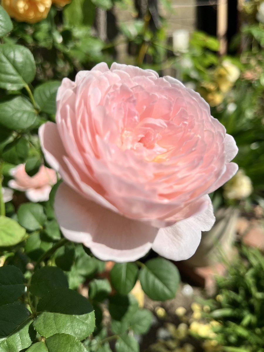 【薔薇の名前（Il Nome della Rosa）】
通勤や散歩で出会った薔薇の名前（品種名）をGoogle Photoに訊いてただ記録していくだけのシリーズ。
41. クイーン・オブ・スウェーデン

咲き始めはアプリコット色で、徐々に明るいピンク色へと変化していきます。カップ咲きの品種。

#薔薇の名前