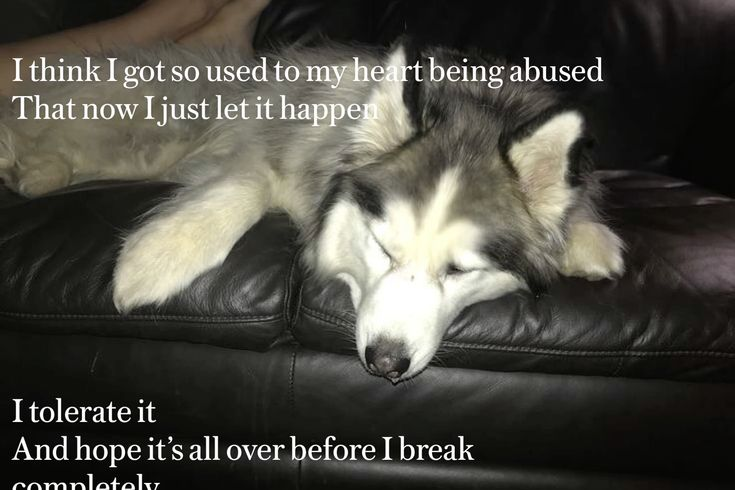 DoggyPosting's tweet photo. https://t.co/l7sGXG8SrK