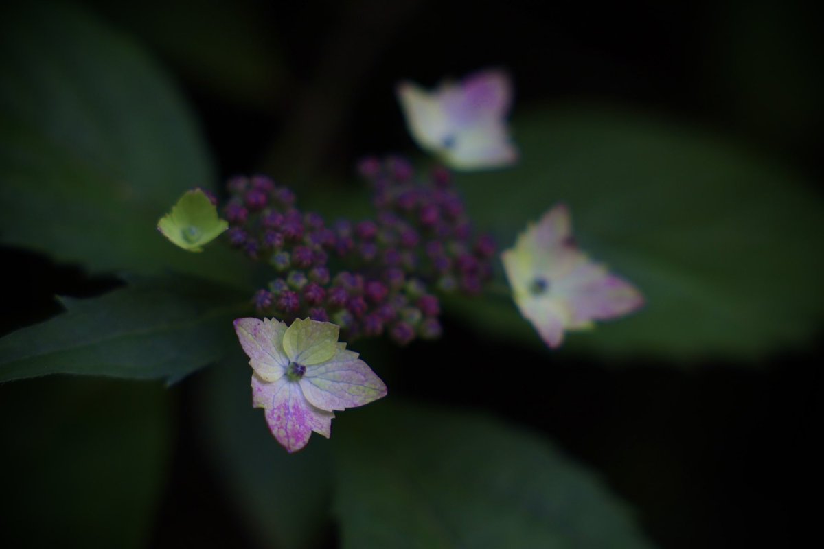 yanabaf4302's tweet photo. 山紫陽花

自宅の庭を彩る山紫陽花

ここ数日で幾つかの花が

咲き始めました。

#山紫陽花
#なうNBCラジオ https://t.co/DeFQUKhnyn