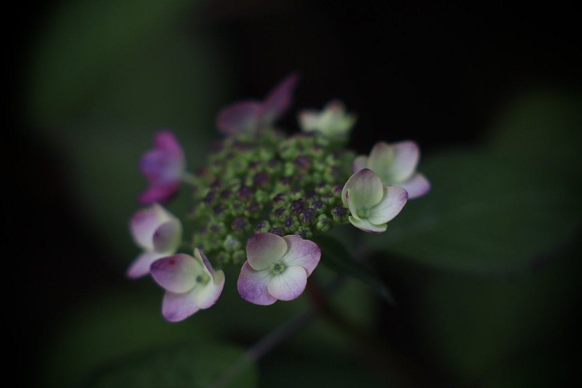 yanabaf4302's tweet photo. 山紫陽花

自宅の庭を彩る山紫陽花

ここ数日で幾つかの花が

咲き始めました。

#山紫陽花
#なうNBCラジオ https://t.co/DeFQUKhnyn