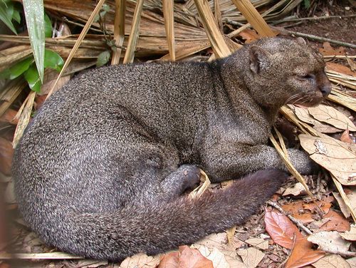 jaguarundi tweet media