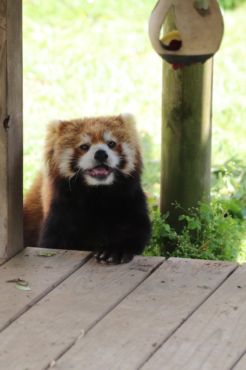 joy_redpanda tweet media