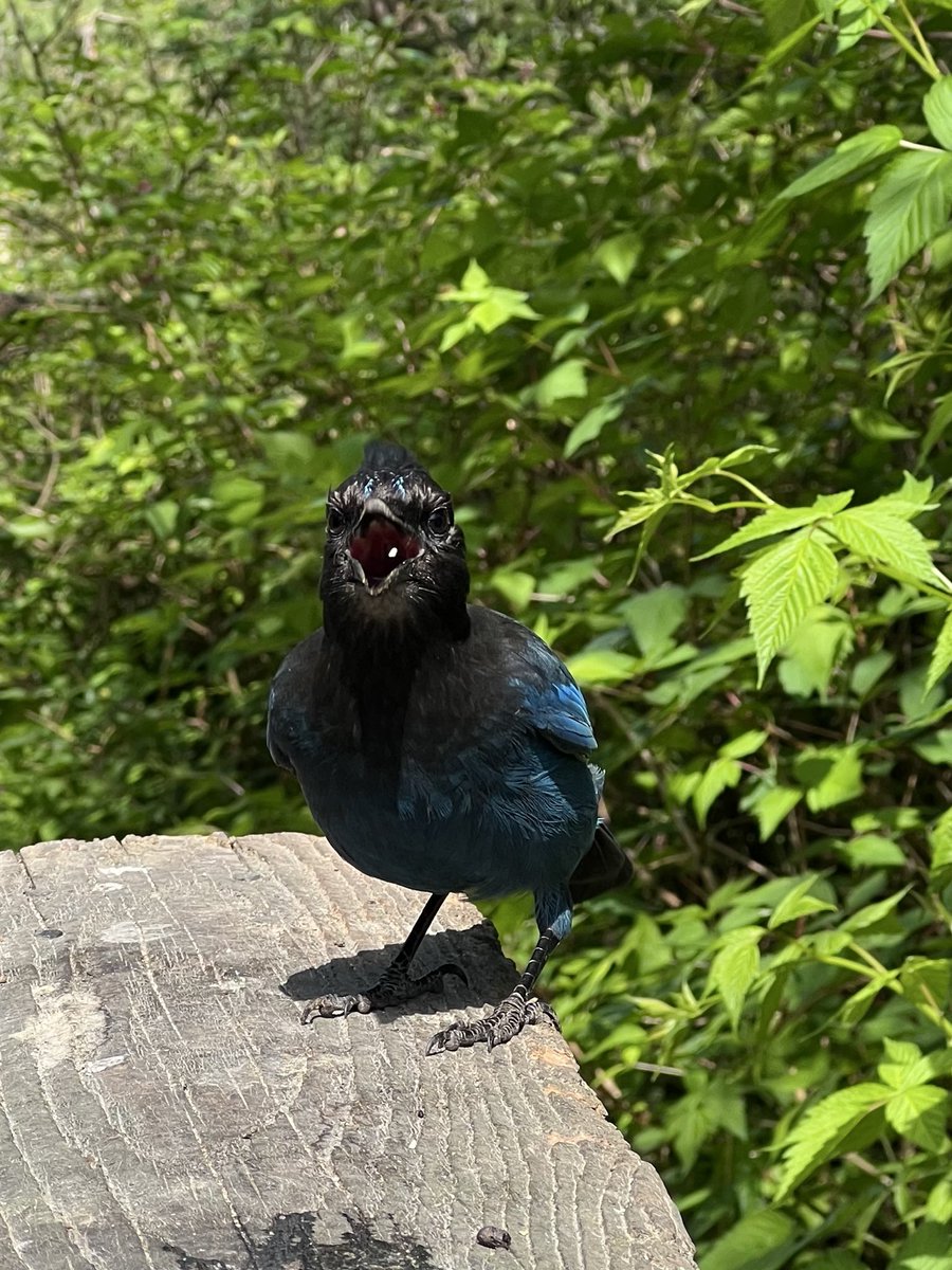 They’re calling it the most stellar jay of all time