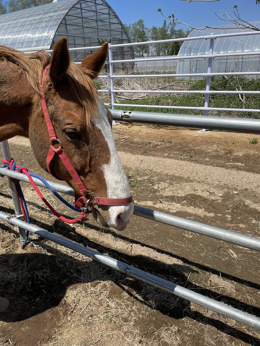 chikudaiumabu's tweet photo. プリニアちゃんに今週も花冠をプレゼント🎁
と思いきや…
パクッ🐴
一瞬で吸い込まれてしまいました🤣
⁡
🦋
⁡
#帯広畜産大学 #うまぶ #馬 #十勝 #horse https://t.co/0HMqlppJp4