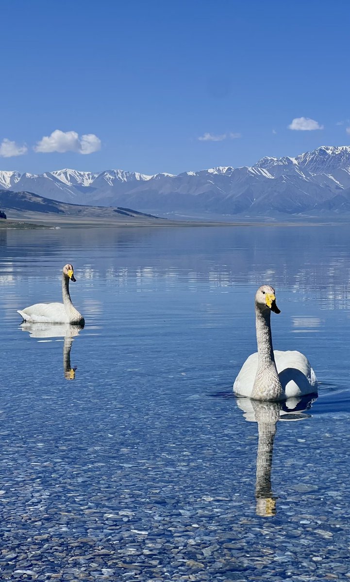 molamono's tweet photo. 撒老师，我真没白活!!!
雪山🏔️ 湖水💙 天鹅🦢小黄花🌼肉眼可见震撼的美～撒老师没骗我，赛里木湖真的夯爆了！有机会一定要来一趟！ https://t.co/HPWOlwo3mE