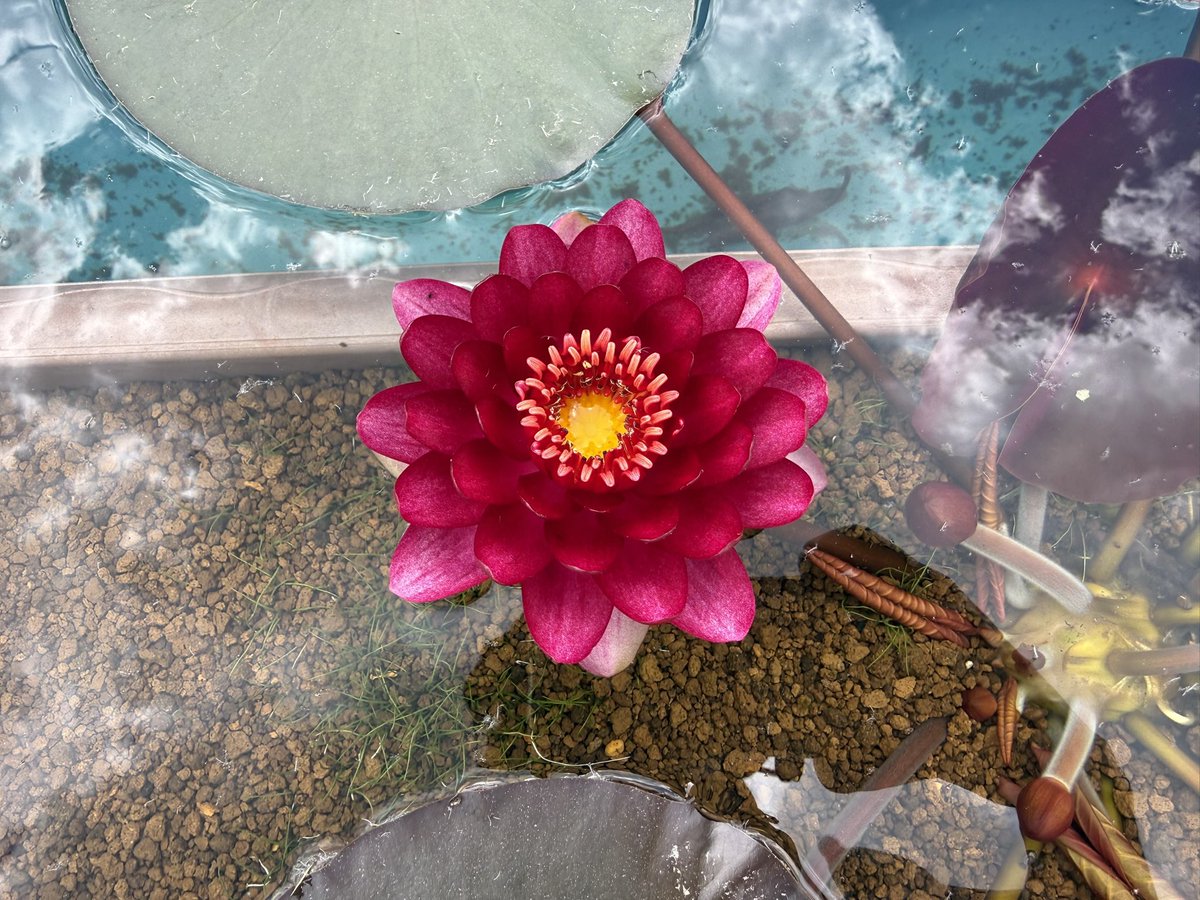 睡蓮