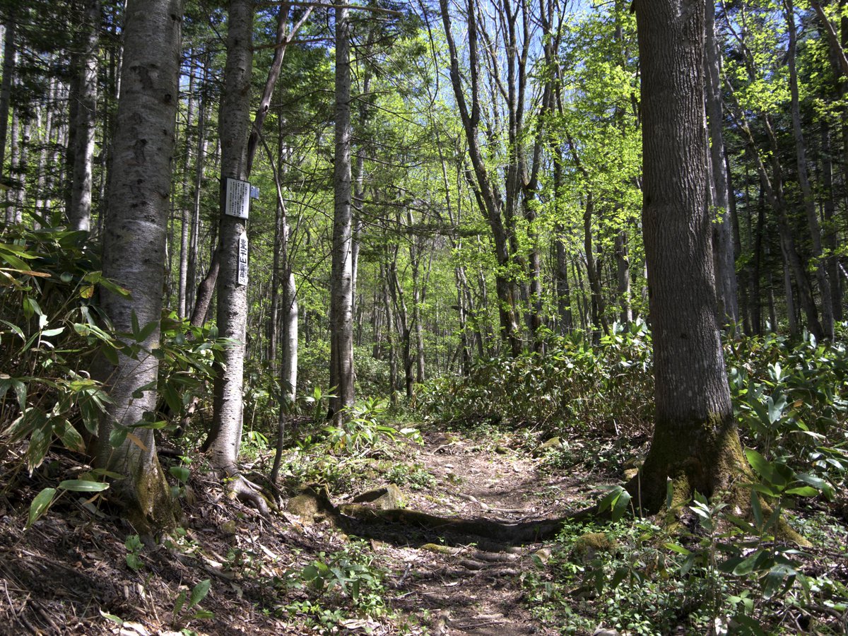 BirderWB's tweet photo. Forest 🌳 Green
新緑っていいなぁ😊
ルリタテハ ニホントカゲ がいっぱい🈵
Pentax K-01 + DA 18-135mm https://t.co/w48taXyeAP