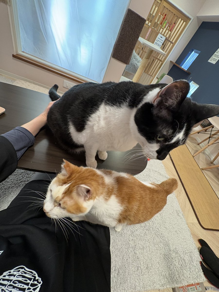 ねこさんたちは お休みなので のんびりしててください
