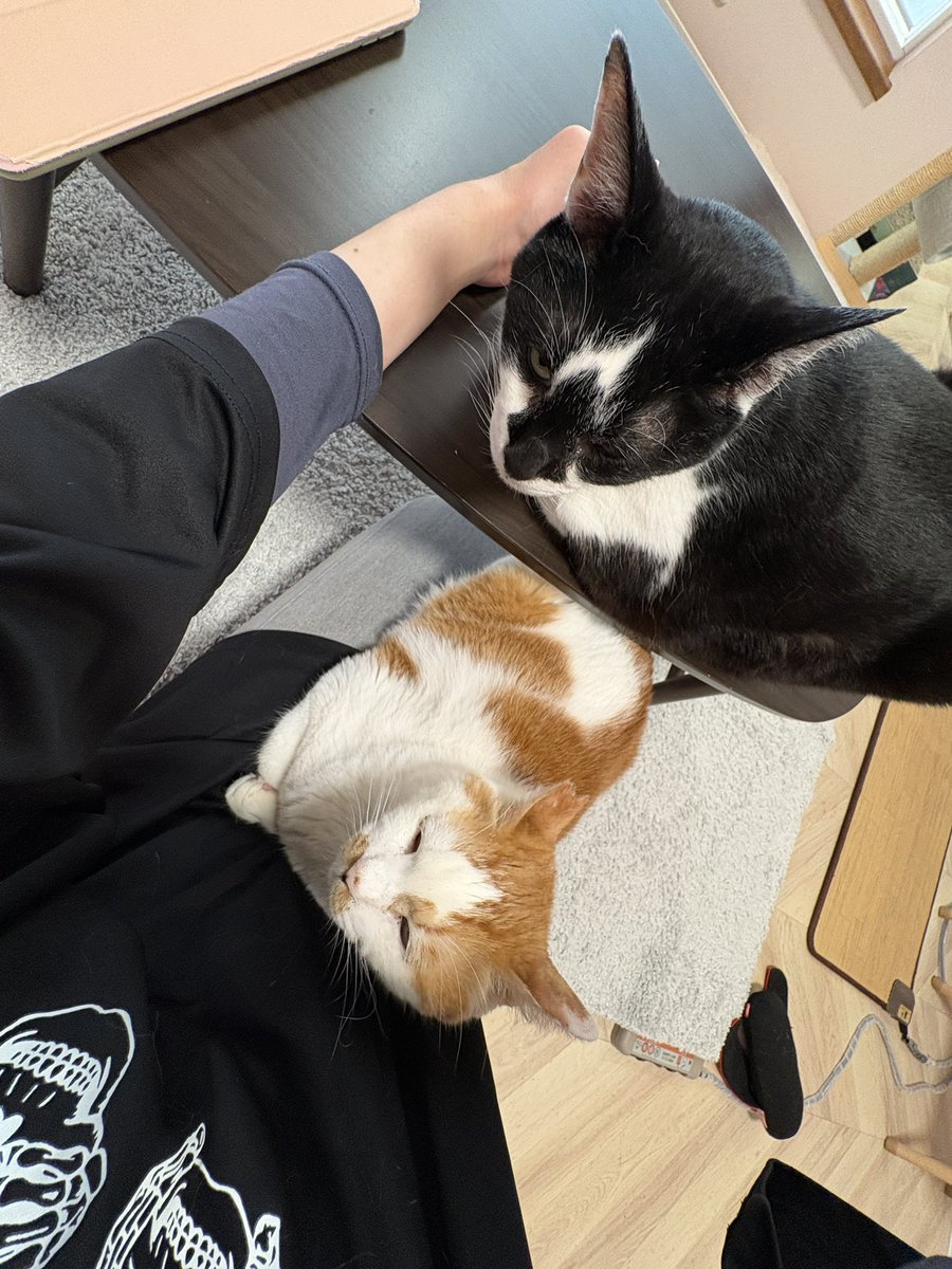 あほねこ あほ猫