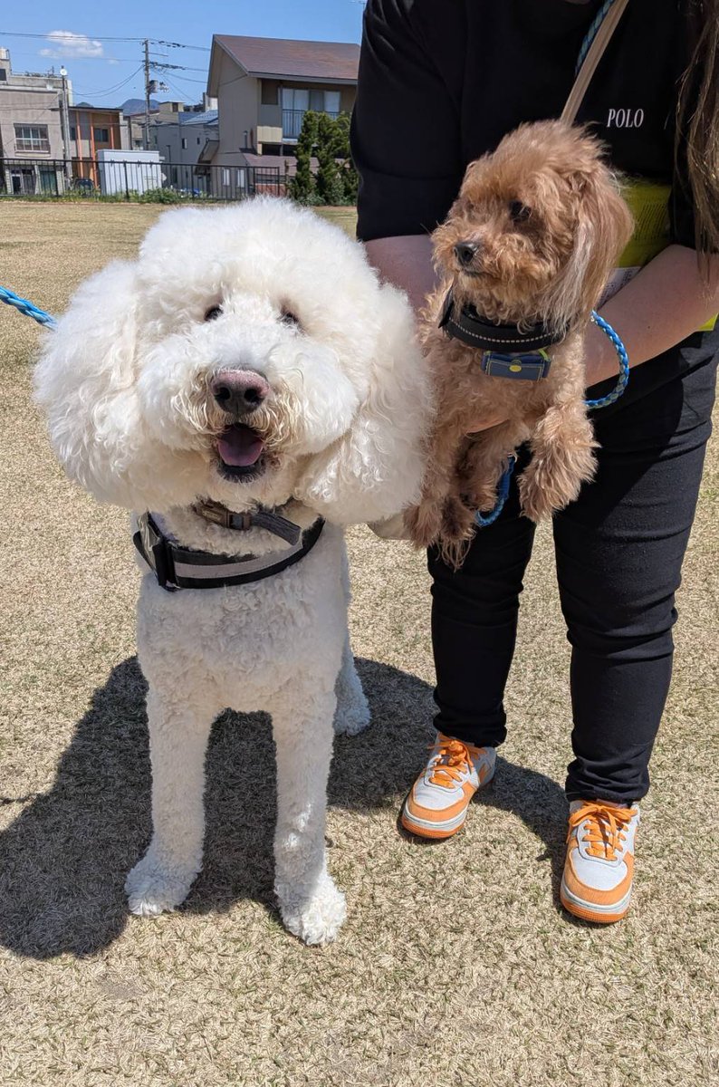 odate_akitainu's tweet photo. 【 おともだち紹介 】
左) ウォンくん 2歳（スタンダードプードル）
右) ポーニーくん 10歳（トイプードル）埼玉県
まだ来てけれなぁ〜🐕
#Akitadogvisitorcenter #Akita #akitadogs #Odate #愛犬自慢 #忠犬ハチ公のふるさと #あきたいぬ #秋田犬 #大型犬 #GWのおともだち https://t.co/D3pzRCOs3i
