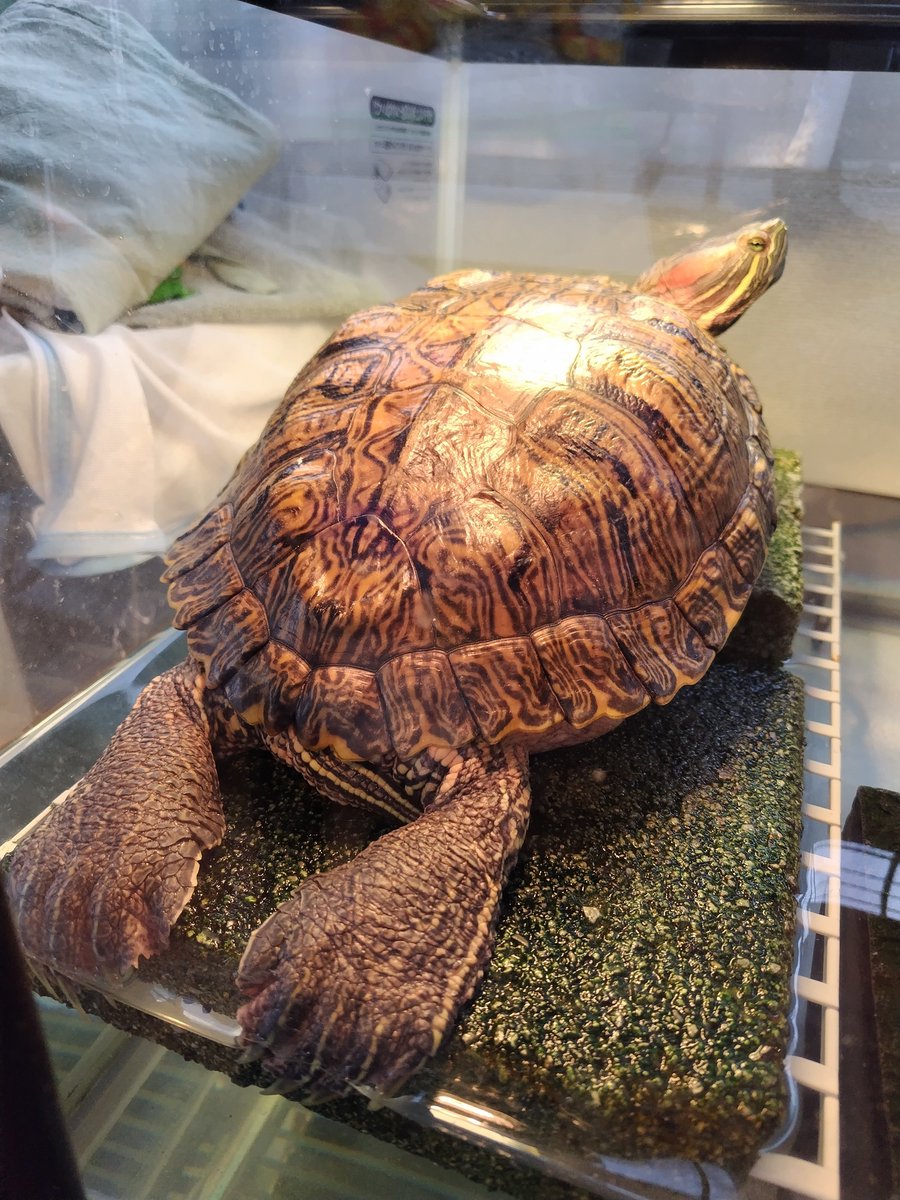 イサハ🐢🐍🦎 tweet media
