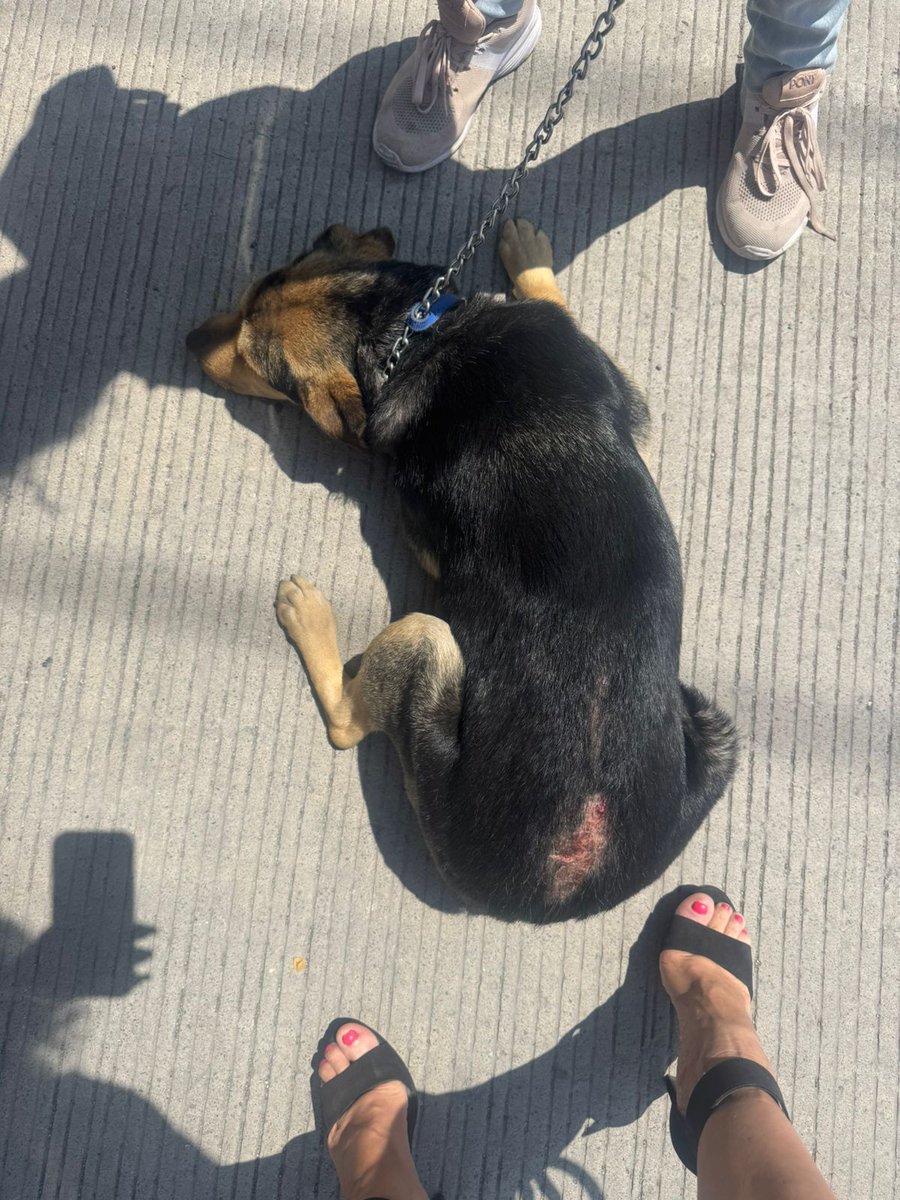 Apoyo_Croqueton's tweet photo. Nos encontramos a #Malu hembra con heridas una cortada y moridas #Balum también lastimado Lo abandonaron o se perdió Trae collar
Necesito pagar traslado 120 de pensión por 5 días mientras conseguimos resguardo o adopción #rifaconcausa @elazuc @inakimanero @gllgina1 @alapez https://t.co/fa4j8s6Awg
