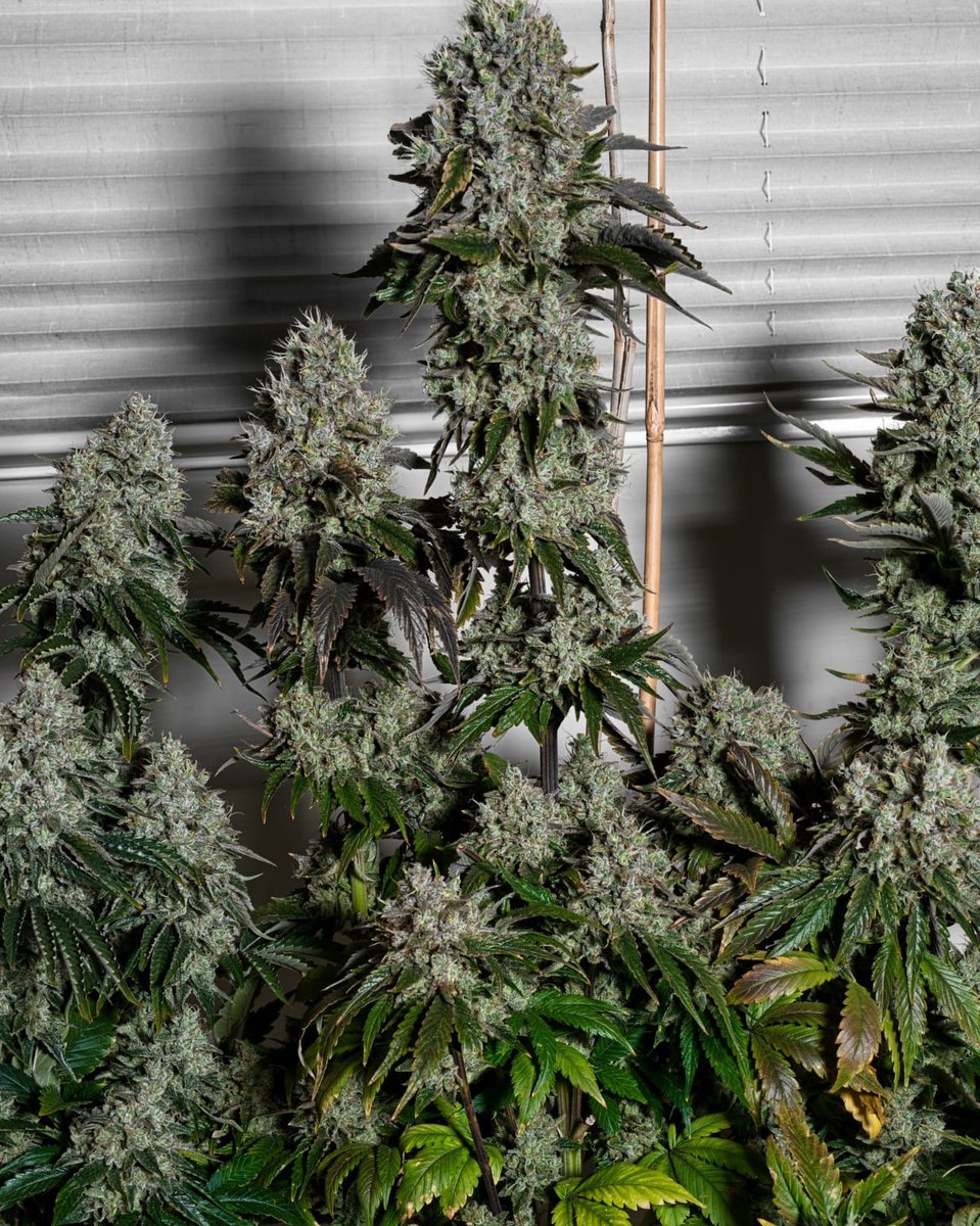 STONERS R US 🍃 tweet media