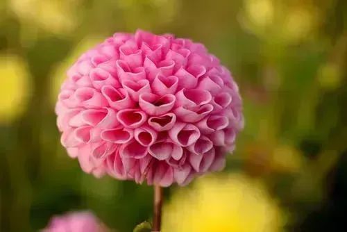 DTNEtiquette's tweet photo. Reminding myself today (and every day) that I'm still blooming and becoming the best version of ME! ~ #DTN #stillgoingstrong #blooming https://t.co/3owTmDaXFG