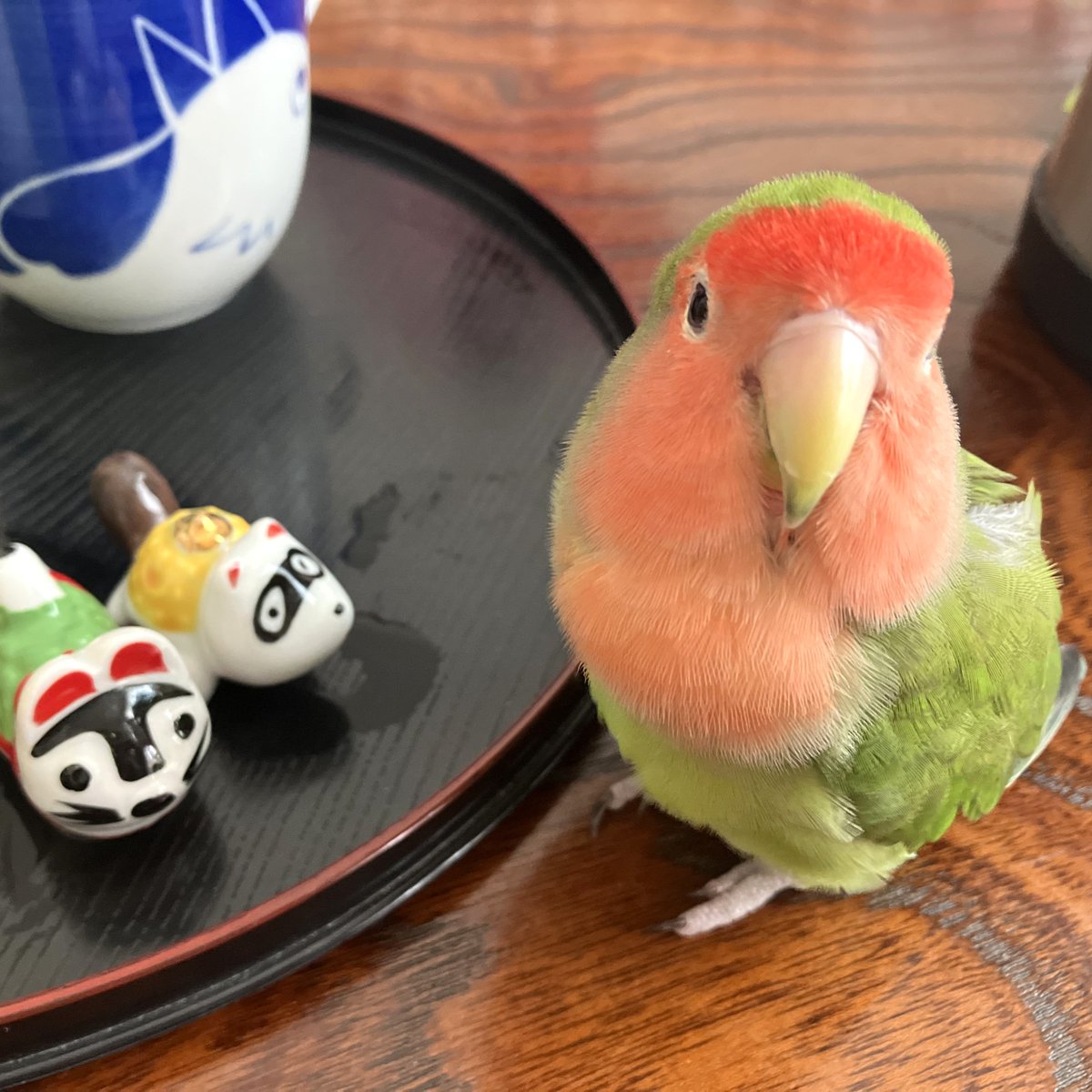 kotoribu's tweet photo. 今日の「カバー小鳥」は ピージェイちゃん（コザクラインコ）です。お茶の時間の準備はOK？ お行儀よくたたずむ姿にほっこり💓  
#コザクラインコ 
https://t.co/zEaRyq8C7s https://t.co/JskKPkciYb