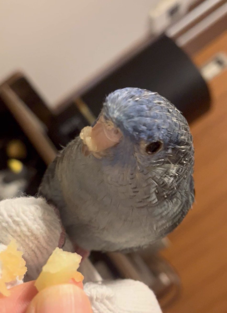 こんぱるさん-サザナミインコ tweet media