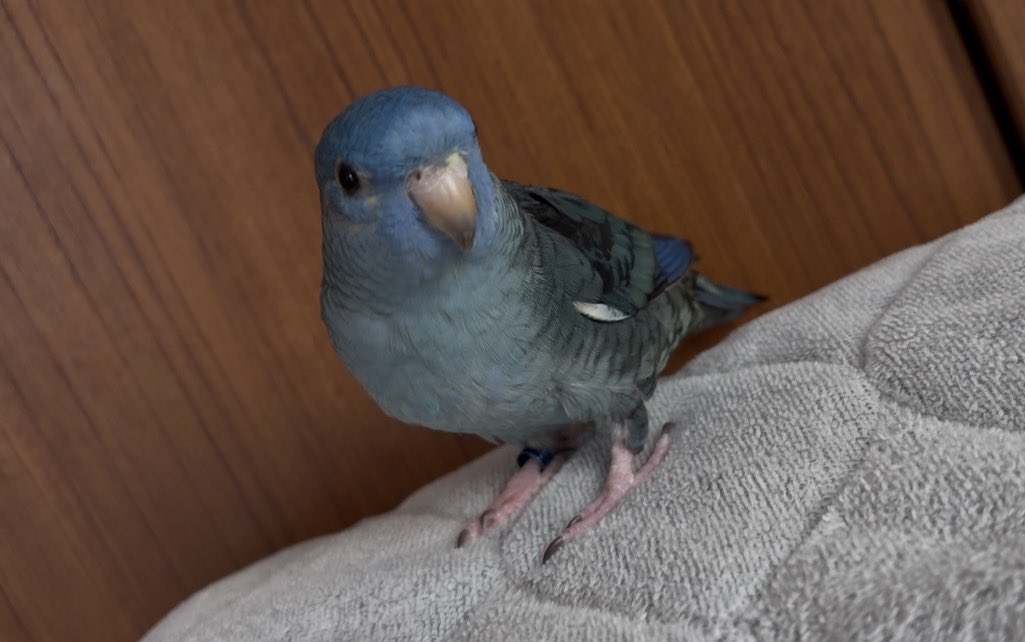 こんぱるさん-サザナミインコ tweet media