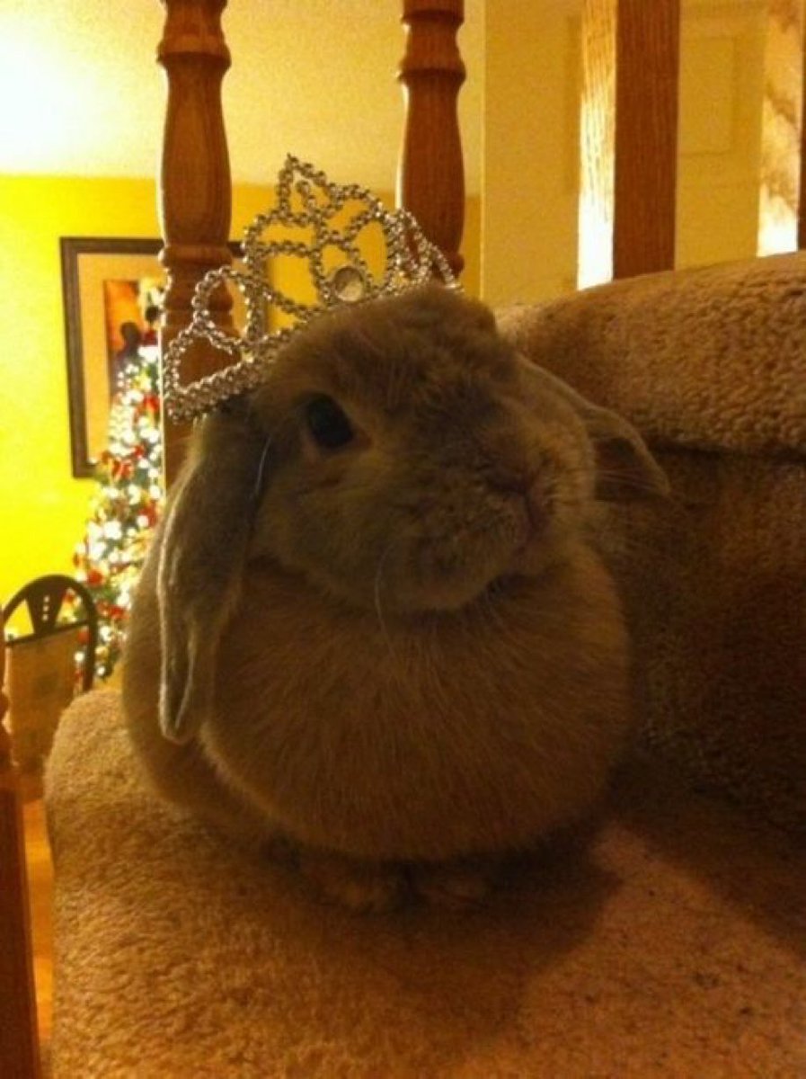 JessCuddleBunny's tweet photo. This is actually me https://t.co/YEcKIpwgEx