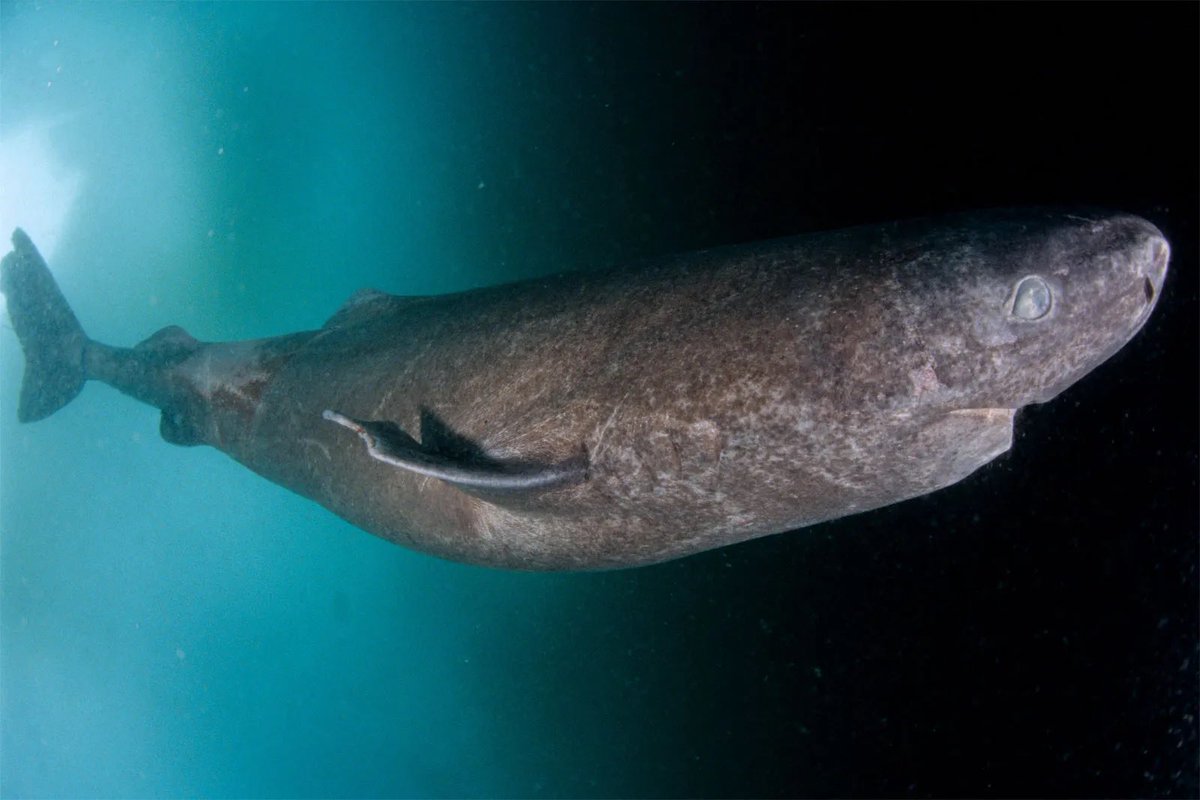 roybascoo's tweet photo. Greenland sharks 🦈 
-can live 200-450+ years 
-some were young when Shakespeare was writing his plays. 
-they have toxic flesh and if eaten can cause death. 
-grow about ~1 cm per year https://t.co/sfQyz1twT0