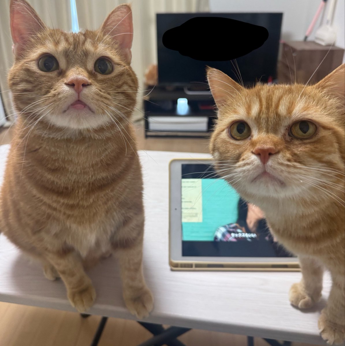 うと🐈☺︎初マタ23w🍀 tweet media