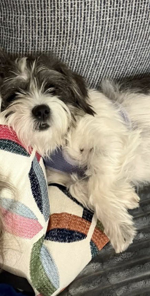 STARGroupRescue's tweet photo. Happy Mother’s Day! Wishing blessings to all mothers, both human and those with furry companions. Schedule your free spay/neuter service in the zip codes 78401, 78405, 78408, 78411, 78412, and 78415, or a low-cost option is available for others. Use the promo code #TheCityOfCorpusChristiLovesMyPet for these zip codes. Last week in rescue 4 of 84

Book here: 

https://t.co/VbGO4VXD45