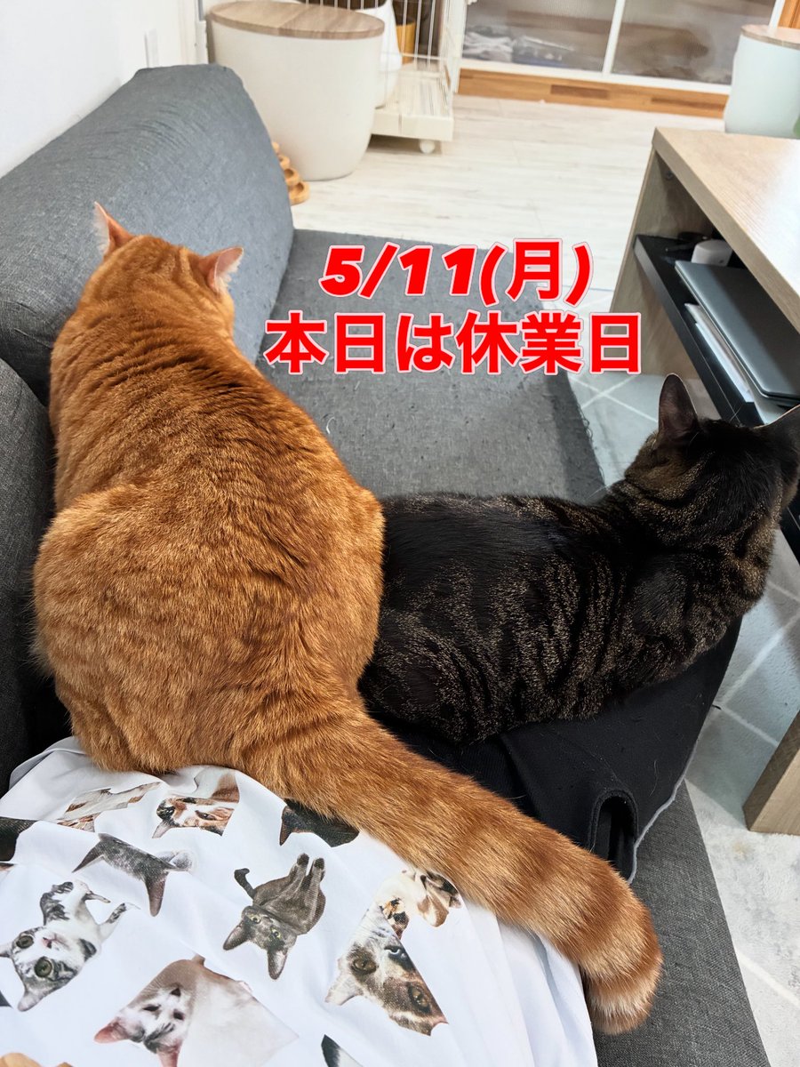 猫スティン〜城下町の猫カフェ〜 tweet media
