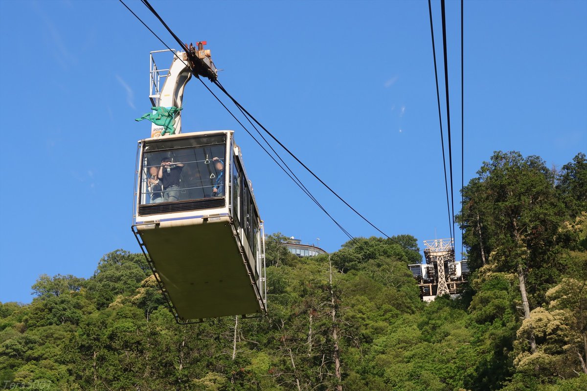 Tera5001's tweet photo. 岐阜城と言えば金華山ロープウェー（岐阜観光索道）。一応鉄道の範疇です。下から見て左が1号、右が2号。岐阜城とロープウェーを大きく写せそうな容易なポイントは無さそうです。（岐阜城からもあまり見えない）
2026.5.10 https://t.co/ouHPf9mVx1