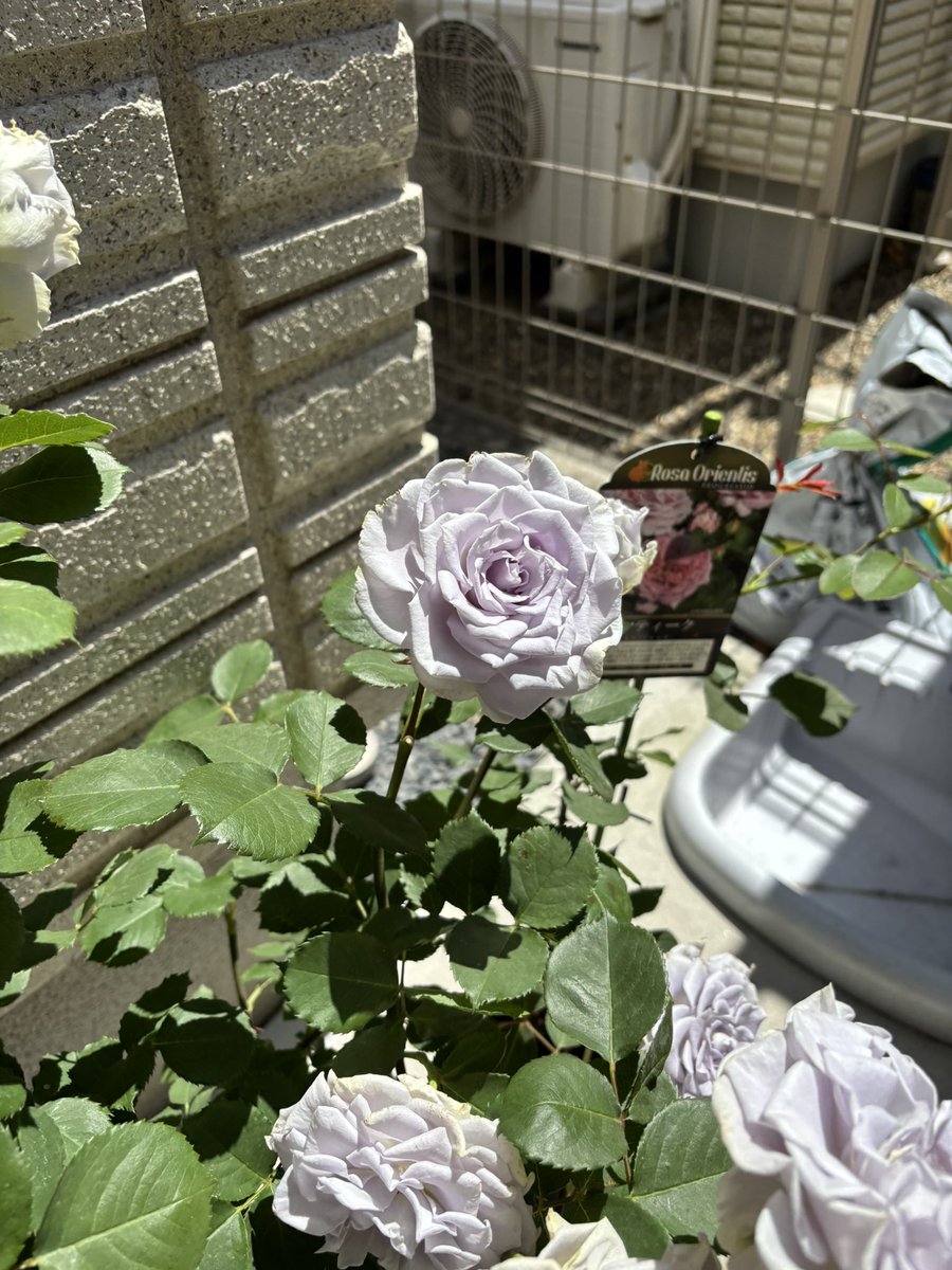ねこねこ tweet media