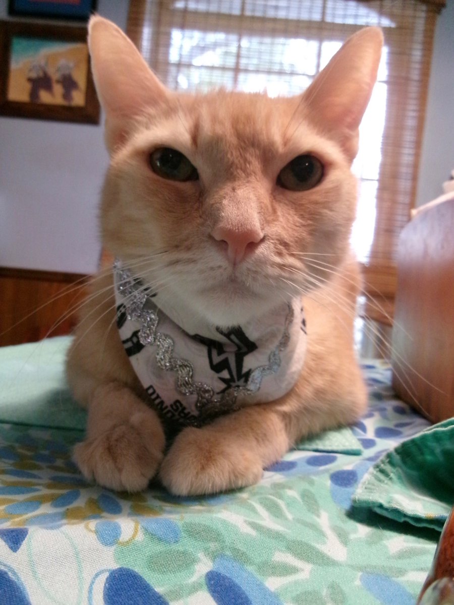 TravisTabbyCat's tweet photo. Happy #mothersday! https://t.co/3ZZj6ifoJ1 https://t.co/C9SI8oJu0Q