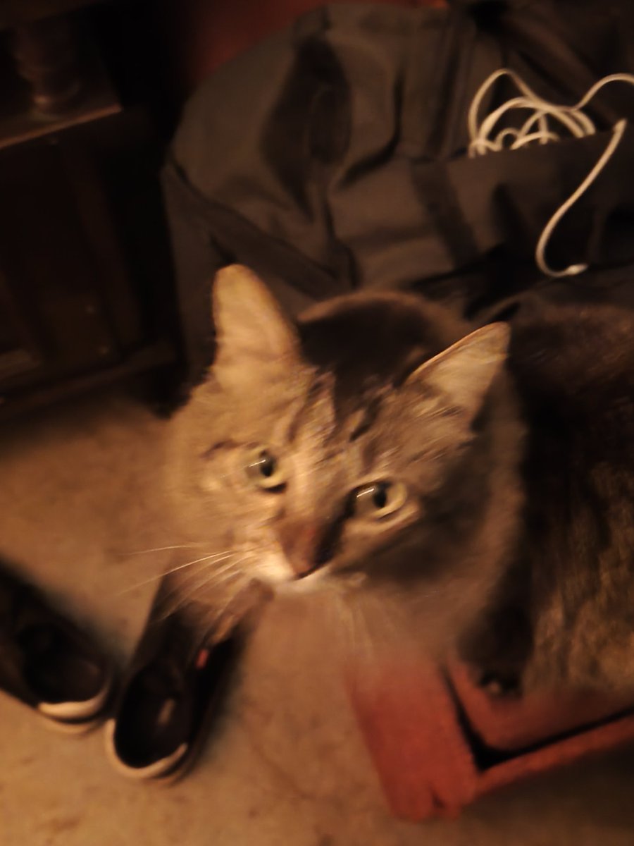 DudaVelozo13's tweet photo. As vezes eu acho que esse é o ângulo mais cafona rococó barroco da minha casa e eu amo isso 

O Mingus me julga https://t.co/c5AleQw3Y0