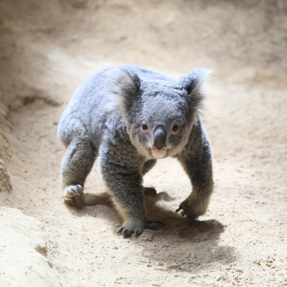 コアラちゃん　鏡台 地面に降りた おもちちゃん🐨🐾 ＃東山動植物園 ＃コアラ