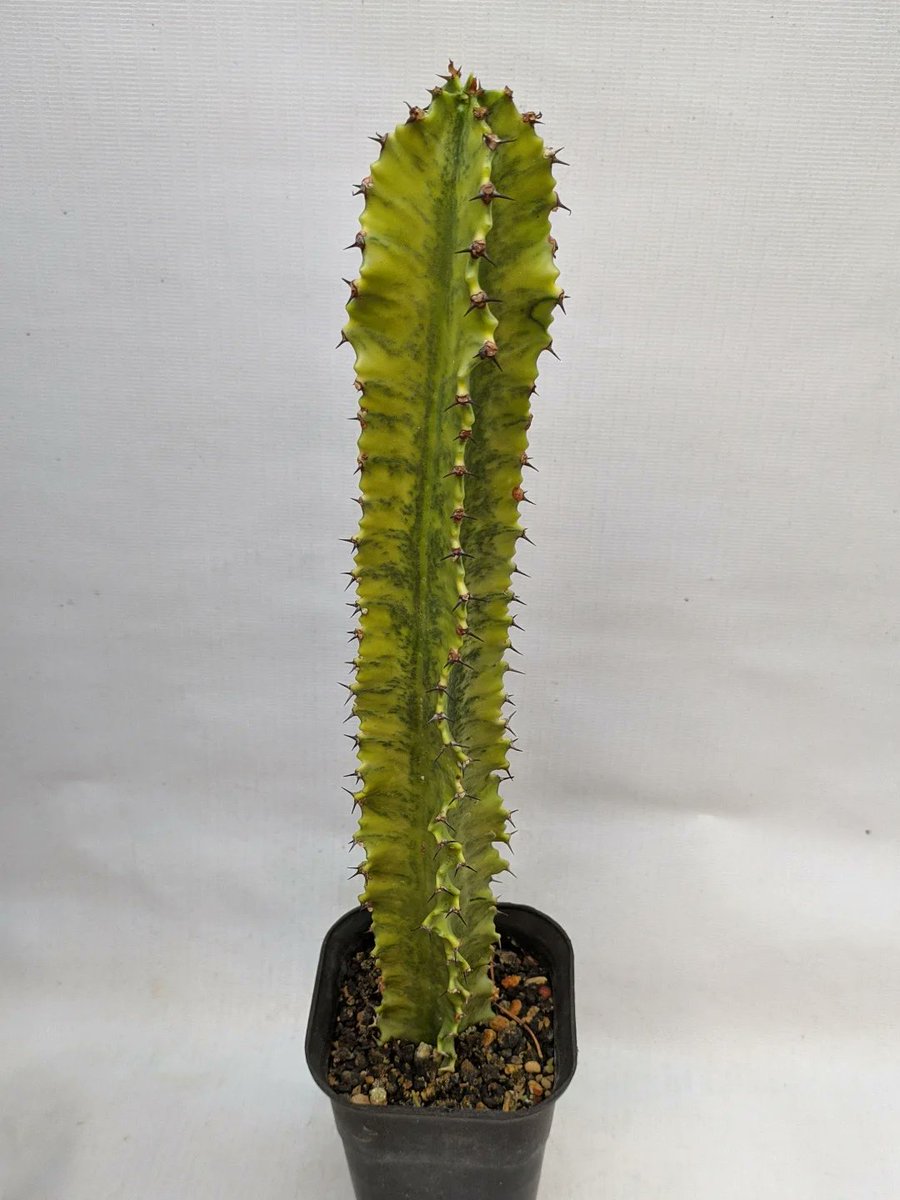 cactuary_'s tweet photo. Pure morning... 
🌵Euphorbia ammak https://t.co/w1baUpJ9Mf